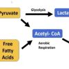 Research Links Mitochondrial Dysfunction to Immune Decline, Opening Paths for Cancer Treatment