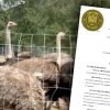 BREAKING: B.C. ostrich farmers file appeal to stop CFIA's kill mission