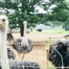 Last stand for the ostriches: Live updates from B.C. farm’s legal appeal against CFIA cull order