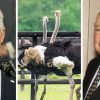 U.S. officials call on 'elbows up' Carney to join common sense plan to save B.C. ostriches
