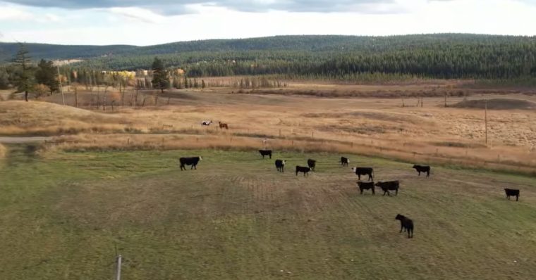 Massive B.C. ranch sale stalls as Aboriginal title spooks buyers